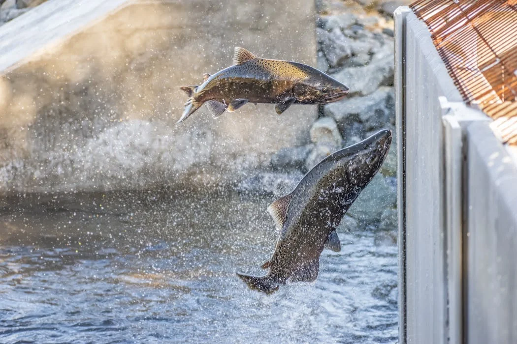 California Salmon Fishery Reopens After Extended Closure, But Challenges Remain