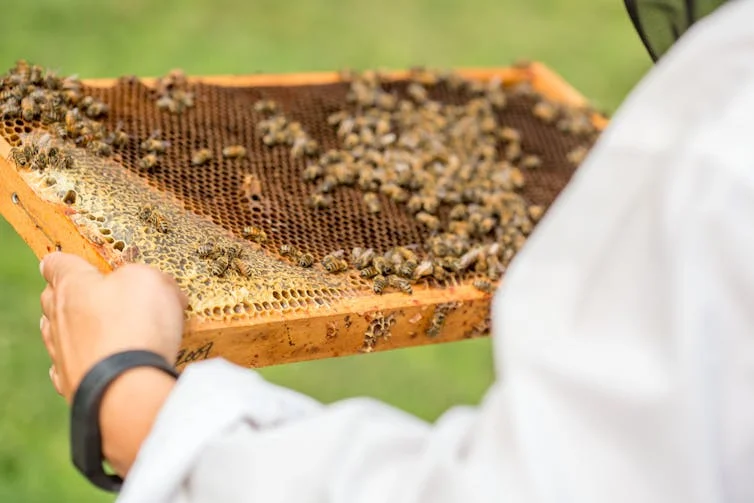 Closure of Federal Bee Labs Poses Risks to Bees, Beekeepers, and Food Supply