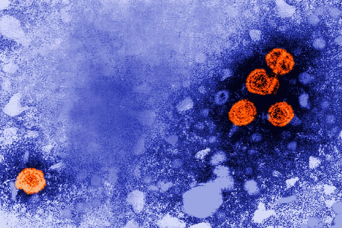 FDA Expedites Development of Groundbreaking Hepatitis B Treatment Following Positive Trial Outcomes