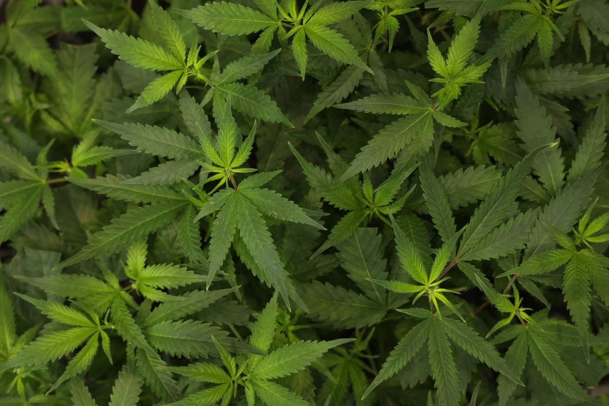 America’s workforce is high: More employees are testing positive for pot than ever before
