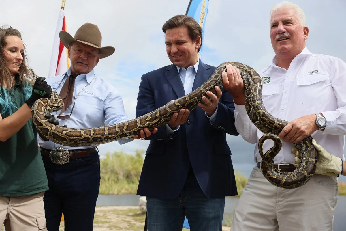 Florida is sending people in the Everglades to hunt for giant snakes — and it could net one person $10,000