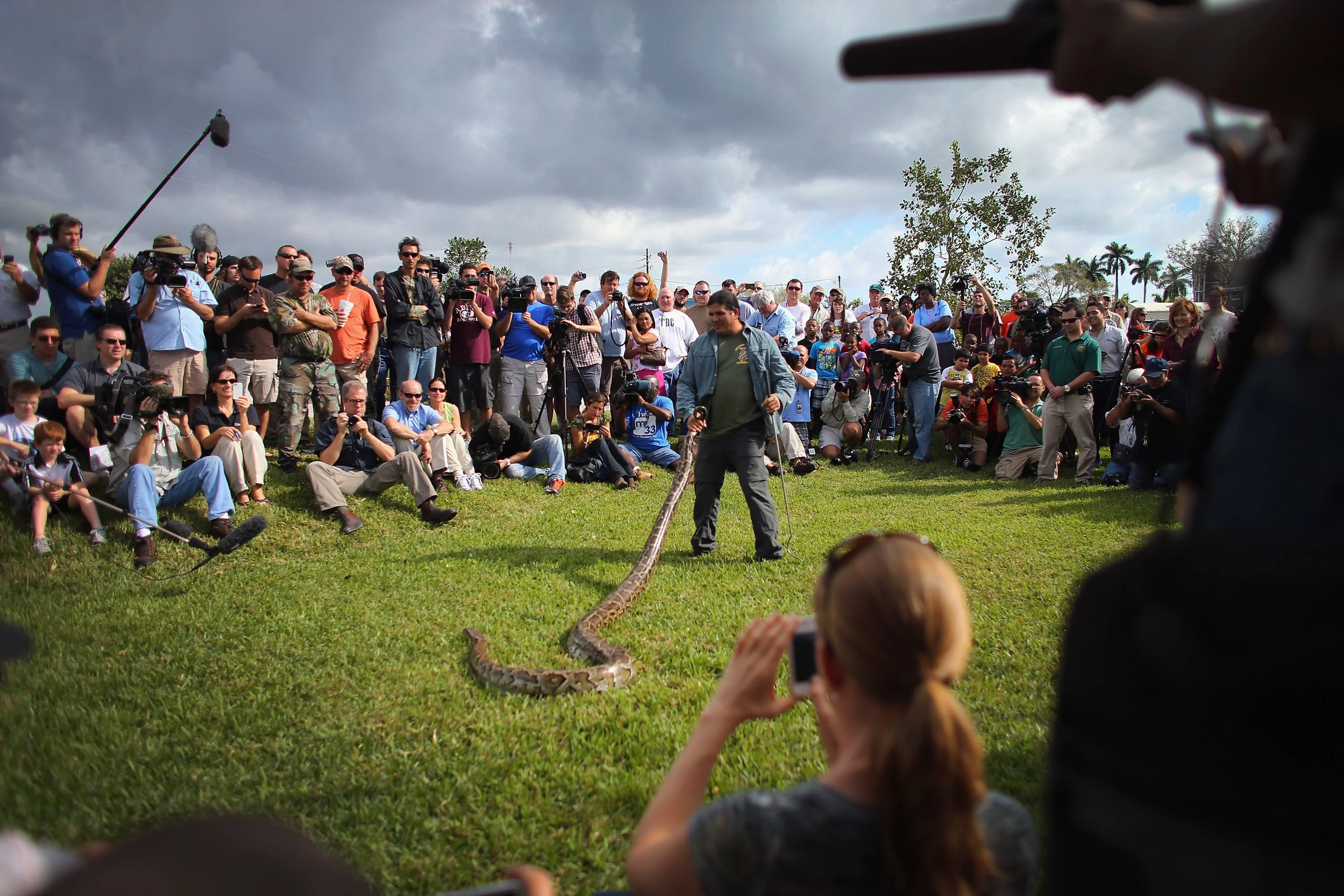 Burmese pythons have been in Florida since the 1970s. Some 27,000 have been removed over the last 26 years
