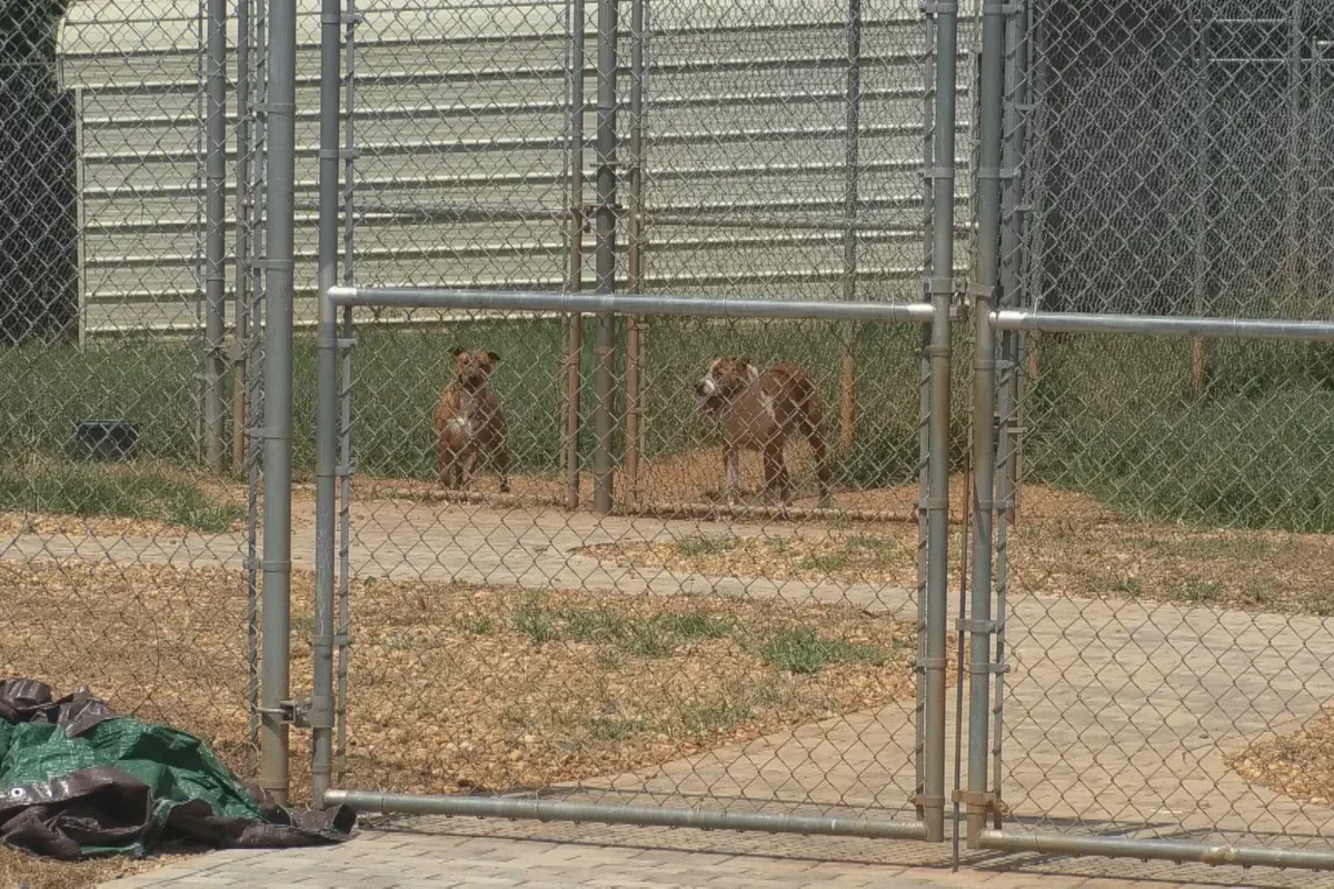 Georgia animal control worker accused of burning puppies alive in an incinerator
