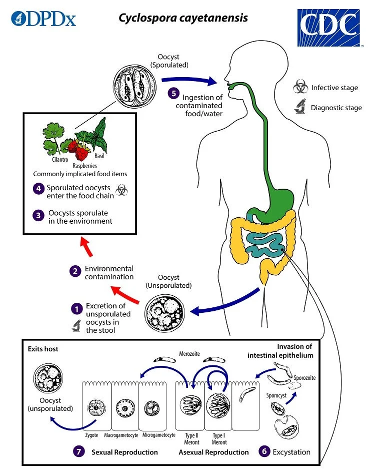 A chart shows how exposure to contaminated foods with cyclospora leads to illness. Oocysts are the infectious stage of certain protozoan parasites
