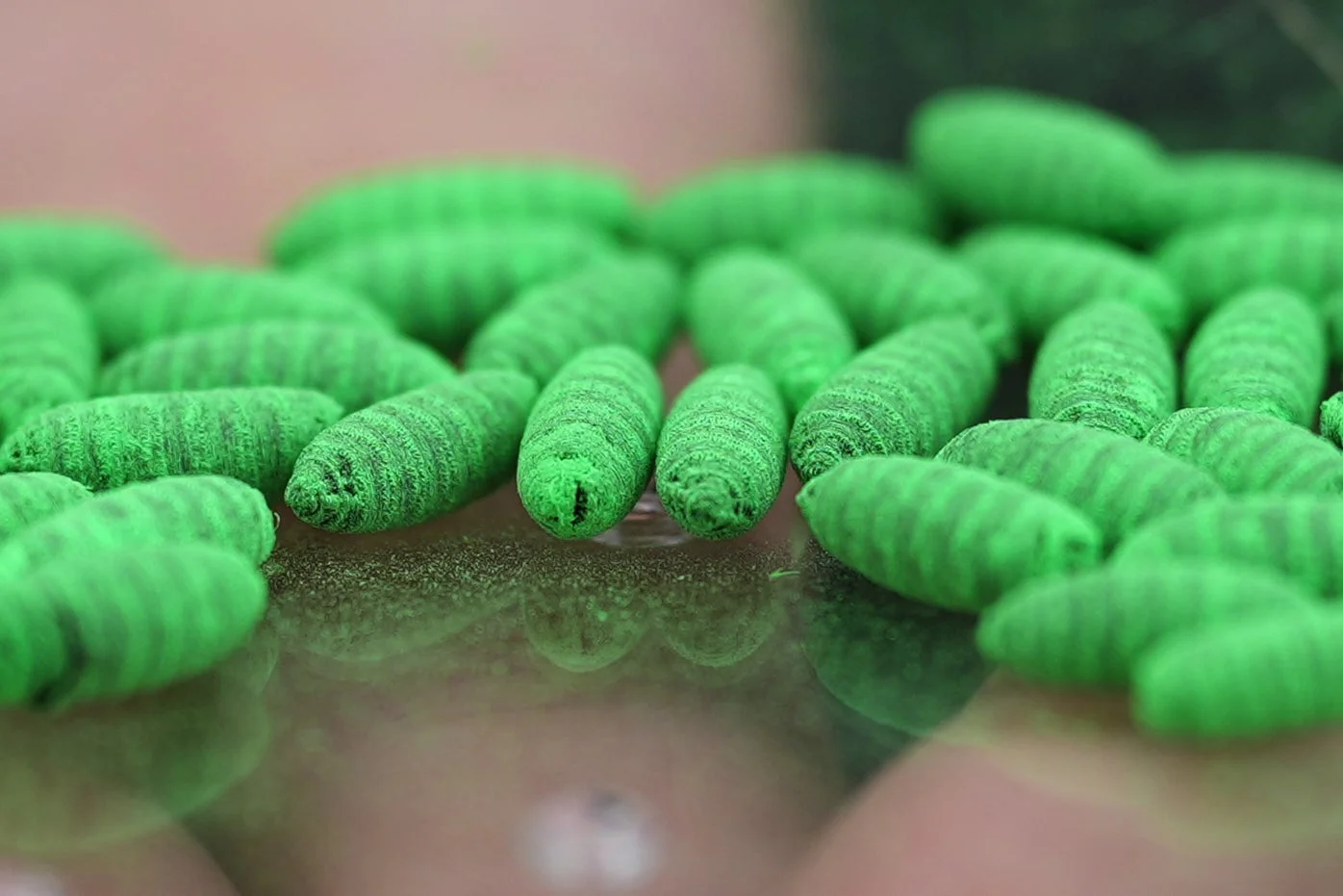 New World screwworm cases in dogs in Texas and New Mexico are prompting warnings from veterinarians and humane societies that pet owners need to remain vigilant to protect their animals