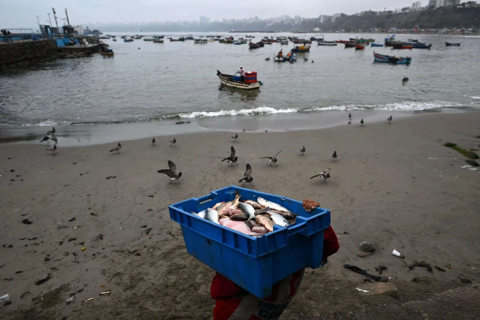 El Niño is here, and it’s already scrambling fisheries throughout the Pacific