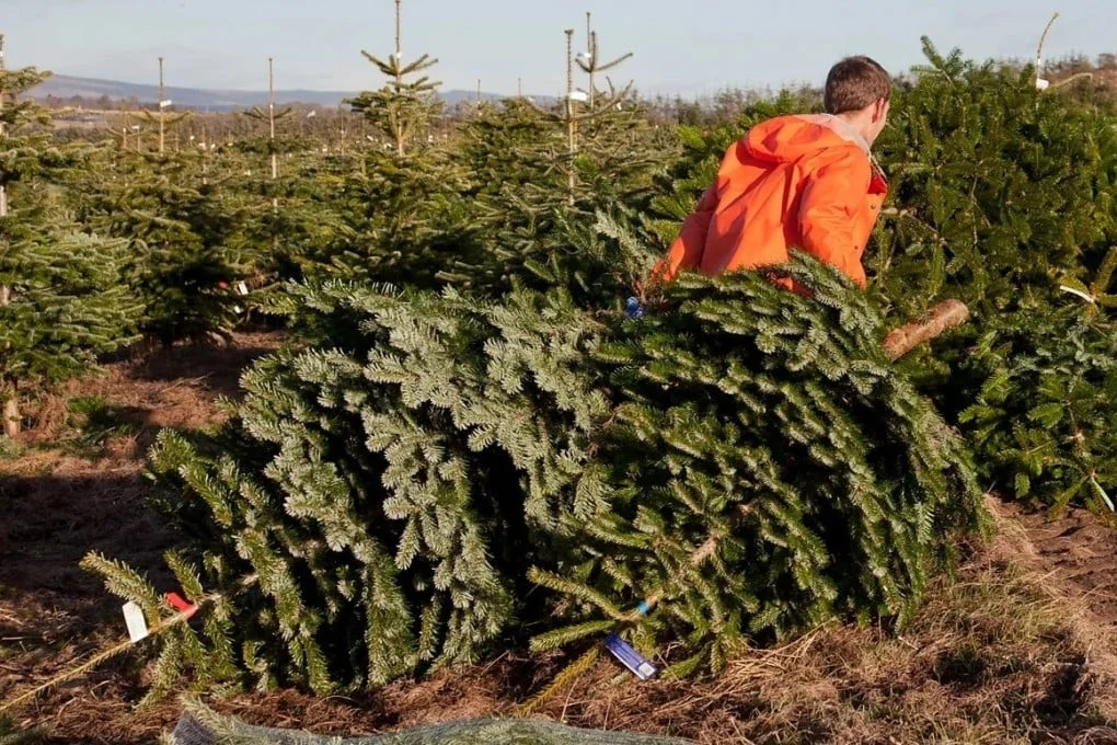 American Christmas tree growers argue that lower-priced artificial Christmas trees imported from China threaten family farms. Photo: Getty Images