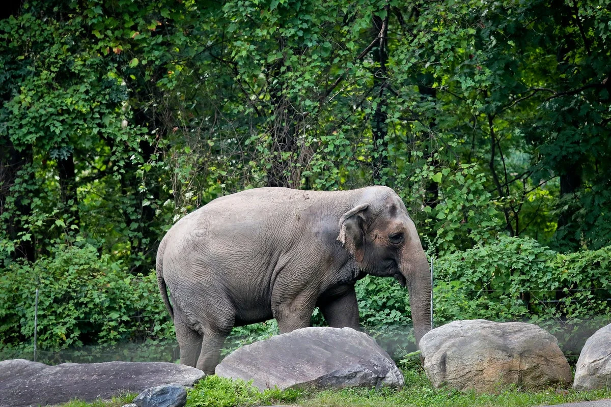 Bronx Zoo Staff Mourn the Loss of Beloved Elephant Happy