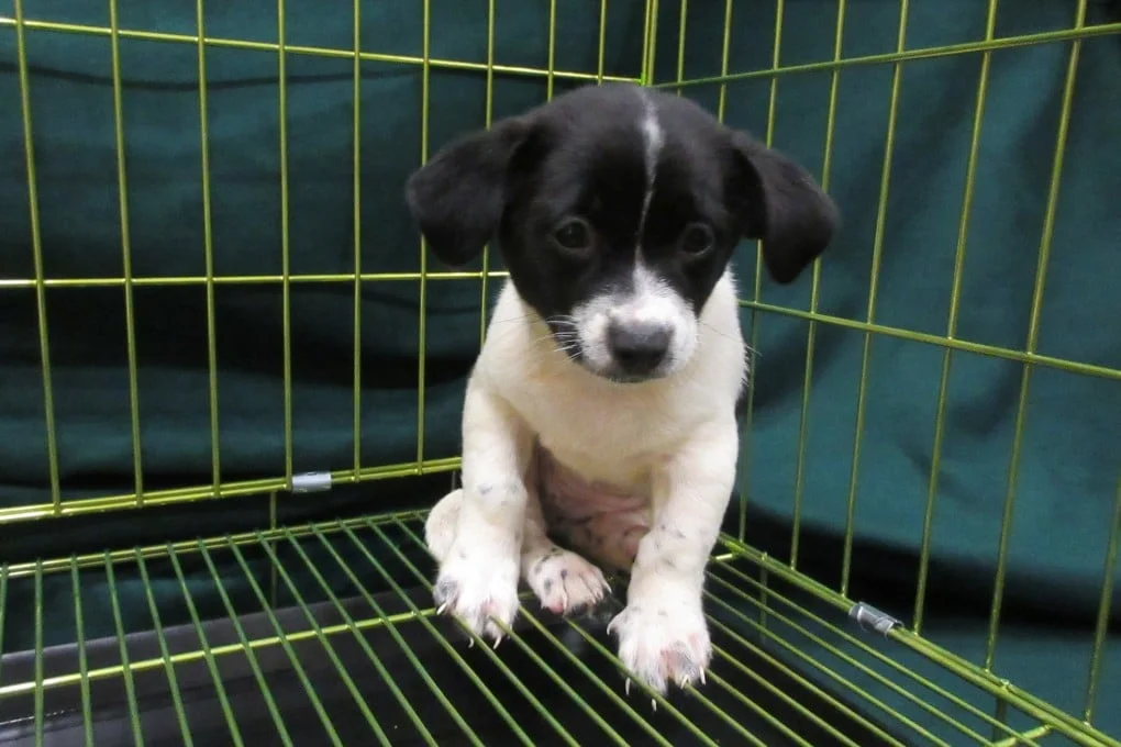 The dog was discovered in a suspect’s sling bag. Photo: Handout
