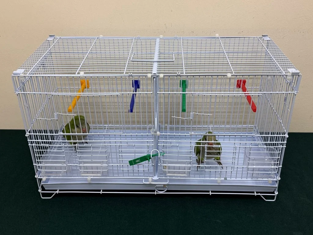 AFCD officers confirmed the birds were an endangered species listed under the Convention on International Trade in Endangered Species of Wild Fauna and Flora. Photo: Handout