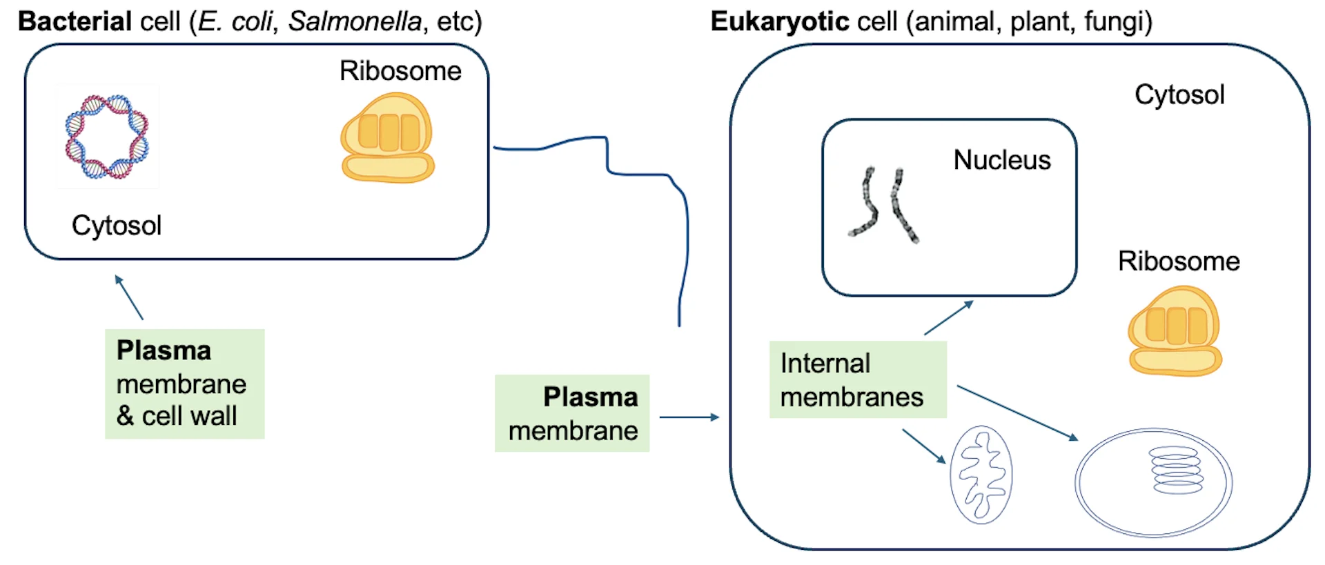 Diagram showing a few membrane-bound components of an animal cell and a eurakyotic cell