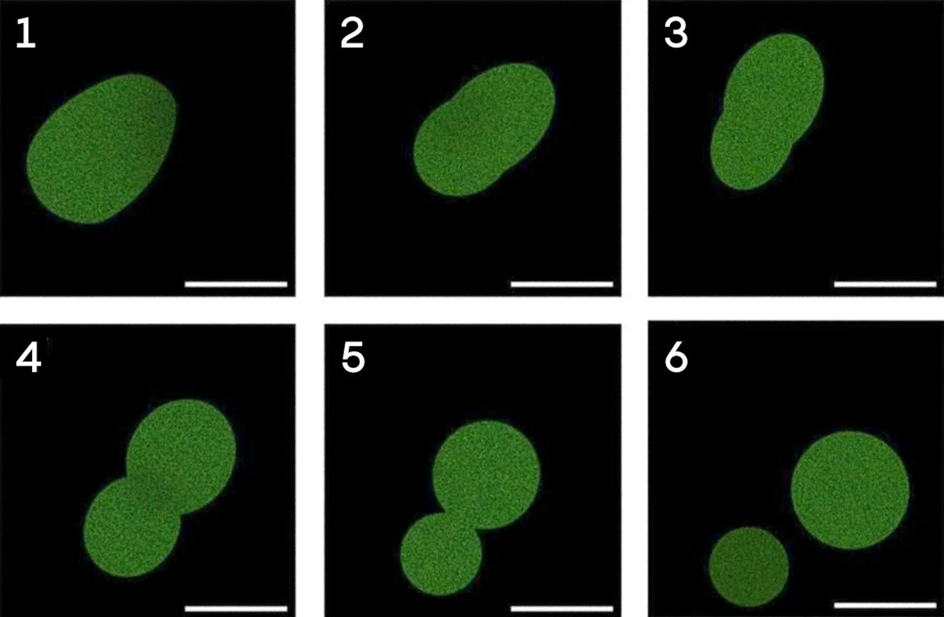 Microscopy image of a green sphere dividing into two