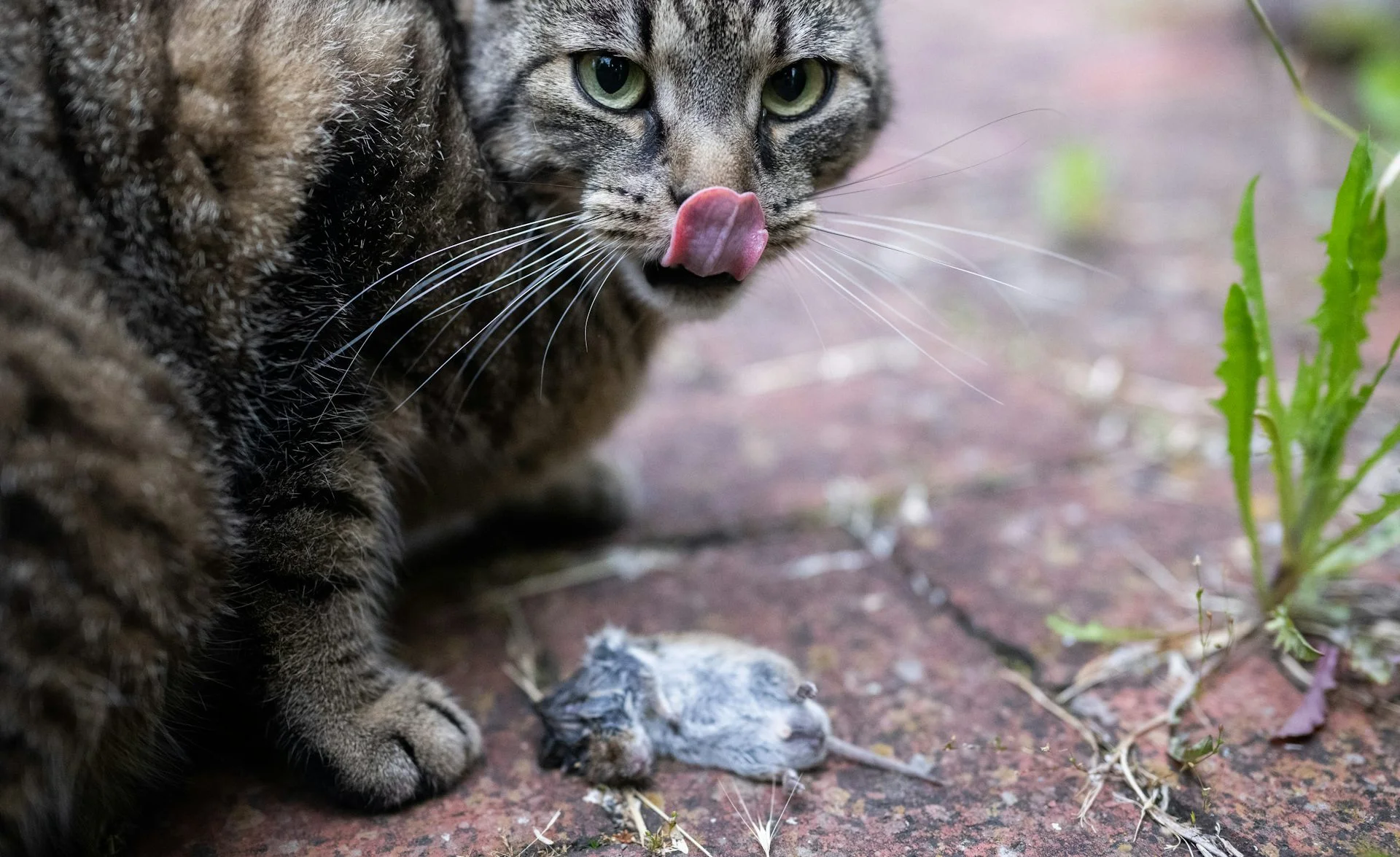 A cat licks its lips while crouching over a dead mouse.