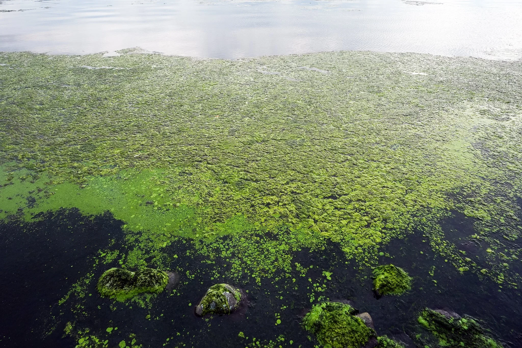 Cyanobacteria or ‘blue-green algae’, a type of blooming algae, can produce toxins
