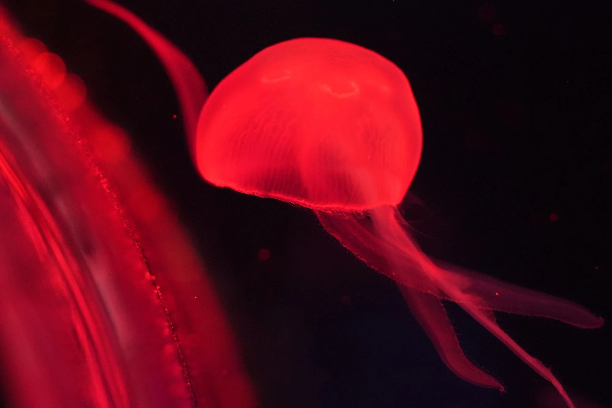 Composed mostly of water and lacking both a heart and a brain, the creatures possess a translucent appearance