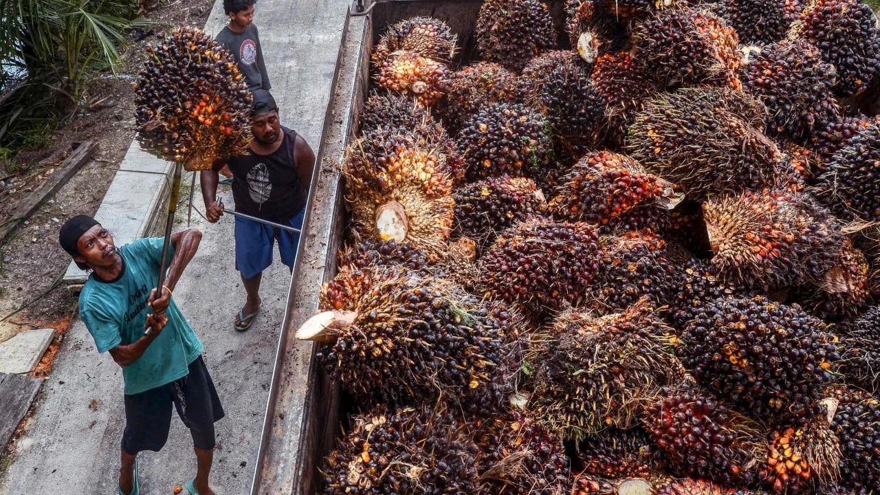 Indonesia takes on Malaysia in battle over palm oil pricing