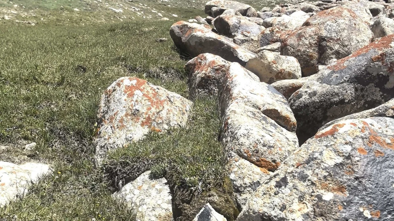 Your backyard could hold a rare earth fortune – and this orange lichen is the clue
