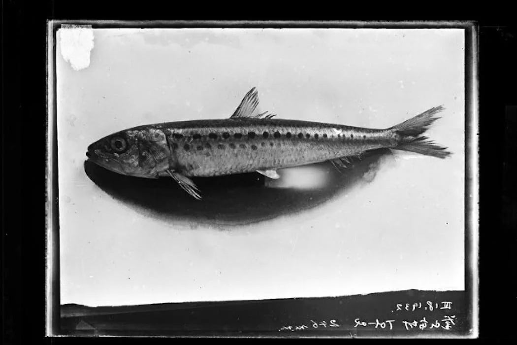 How Imperial Japan turned to the sardine to help build a war machine