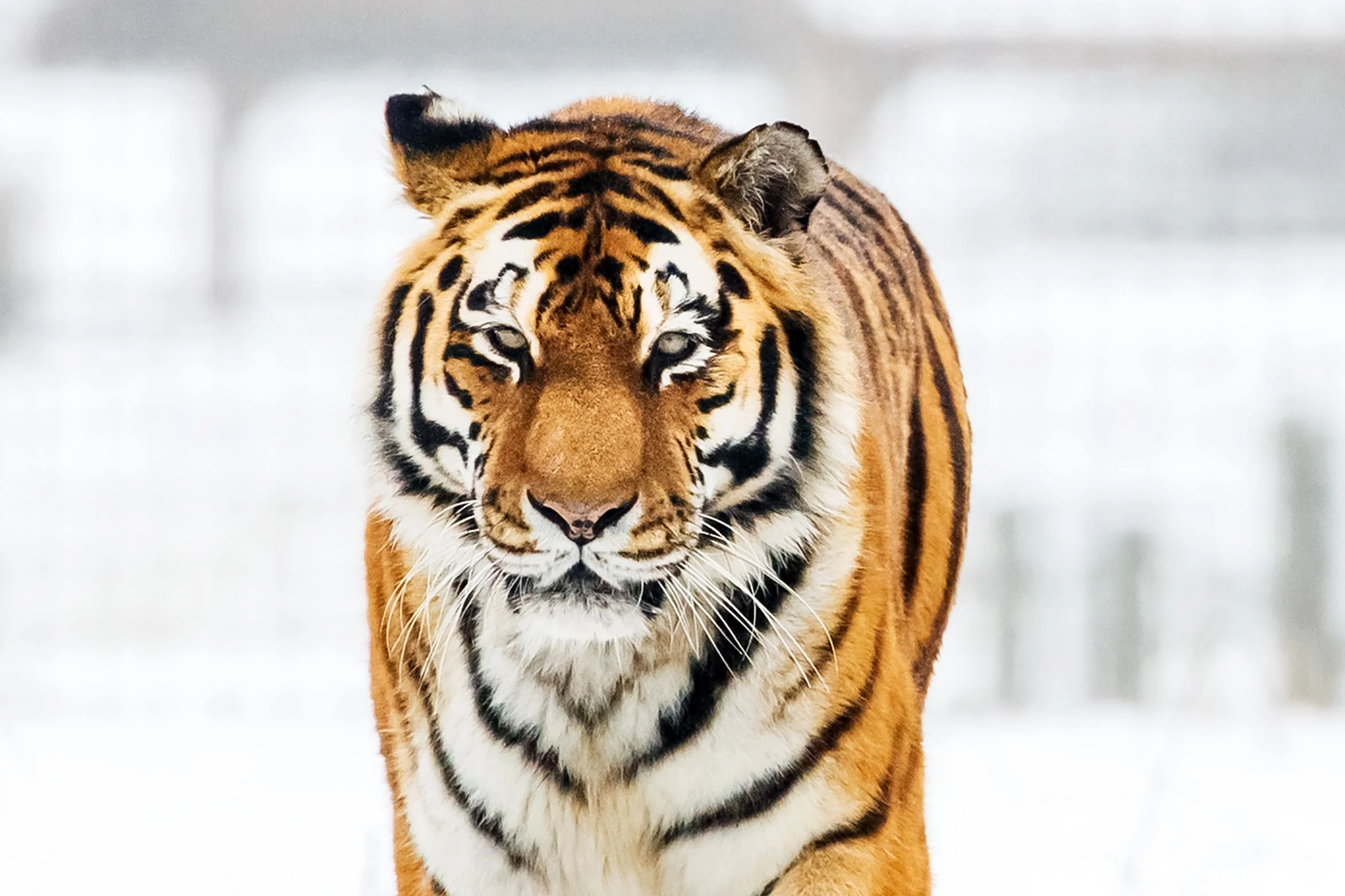 A man died at Yorkshire Wildlife Park on Saturday after being attacked by a tiger (File)