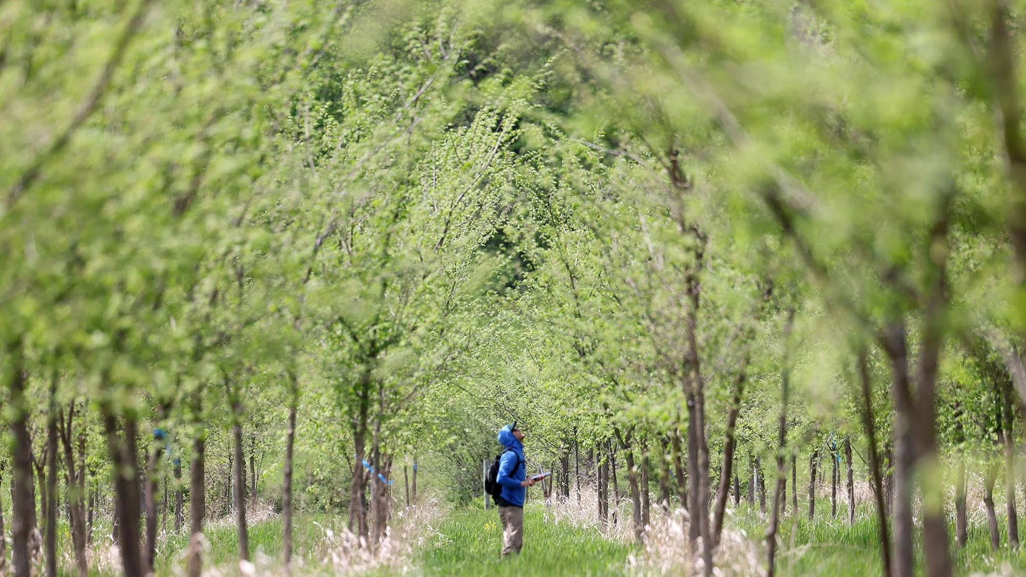 a man looks up into a grove of trees