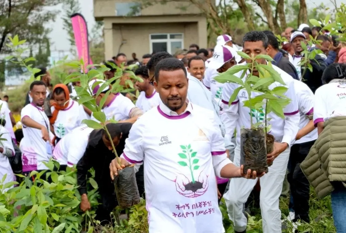 Fifty billion seedlings: Can Ethiopia replant its ravaged forests?