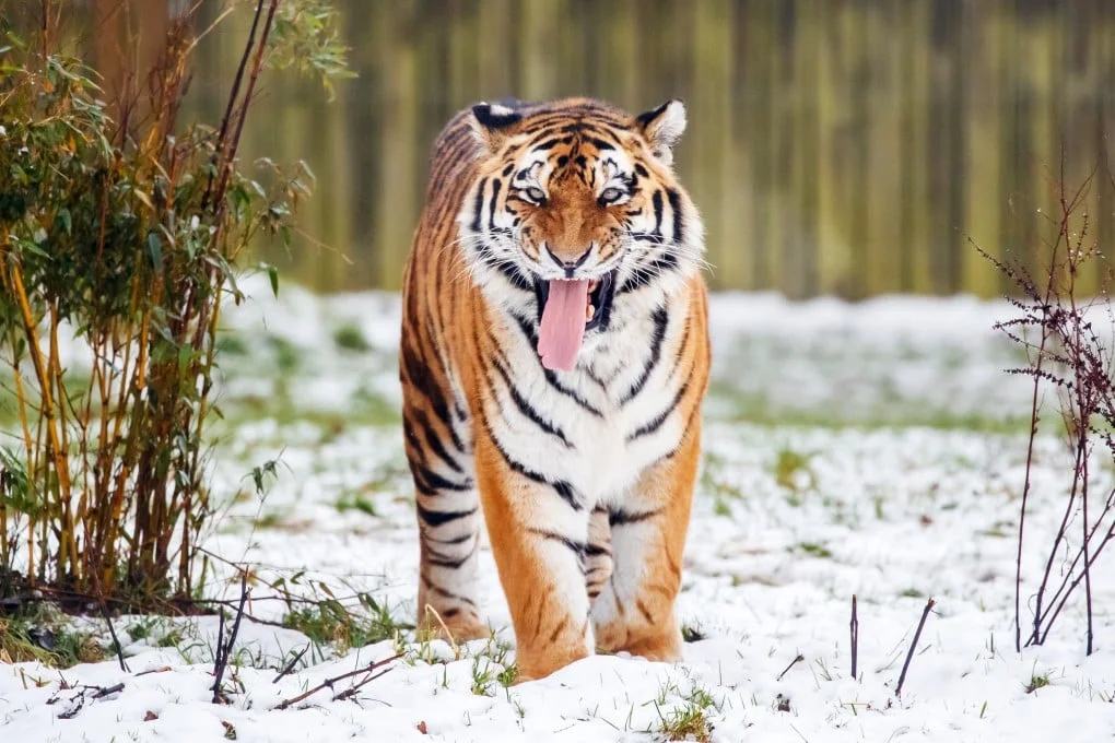 A Siberian tiger enjoys the snow in an enclosure at Yorkshire Wildlife Park near Doncaster, England, in October 2021. Photo: PA via AP