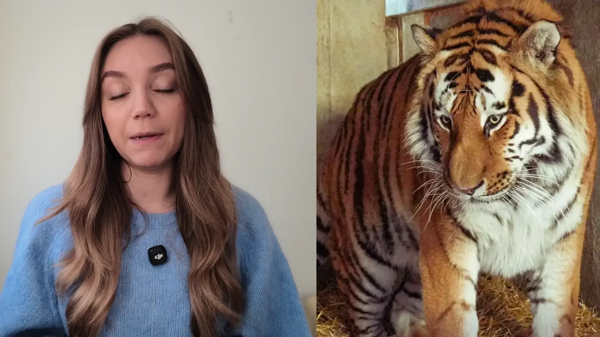 Trump sparks outrage for posting AI video of himself wrestling Yorkshire tiger that killed a man