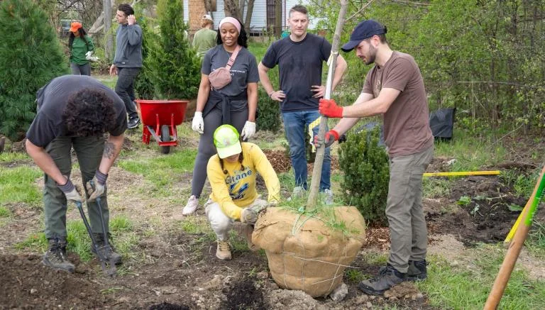 Pampered city trees deal with stress better than their country cousins