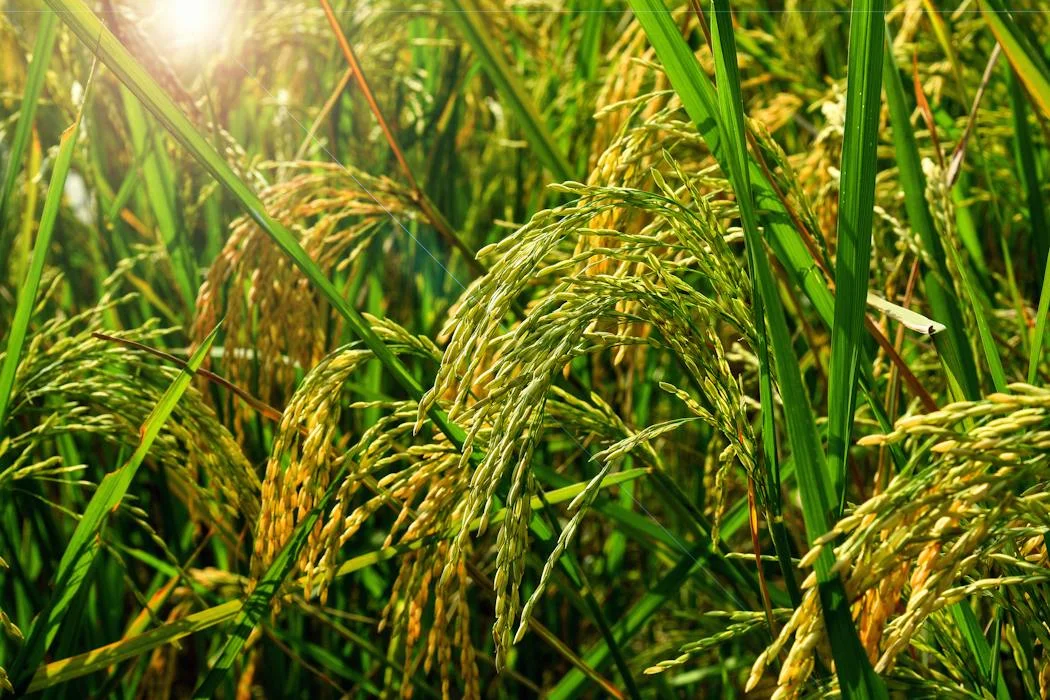 Ancient people relied on genetic variation already present in wild plants to domesticate crops like rice and corn