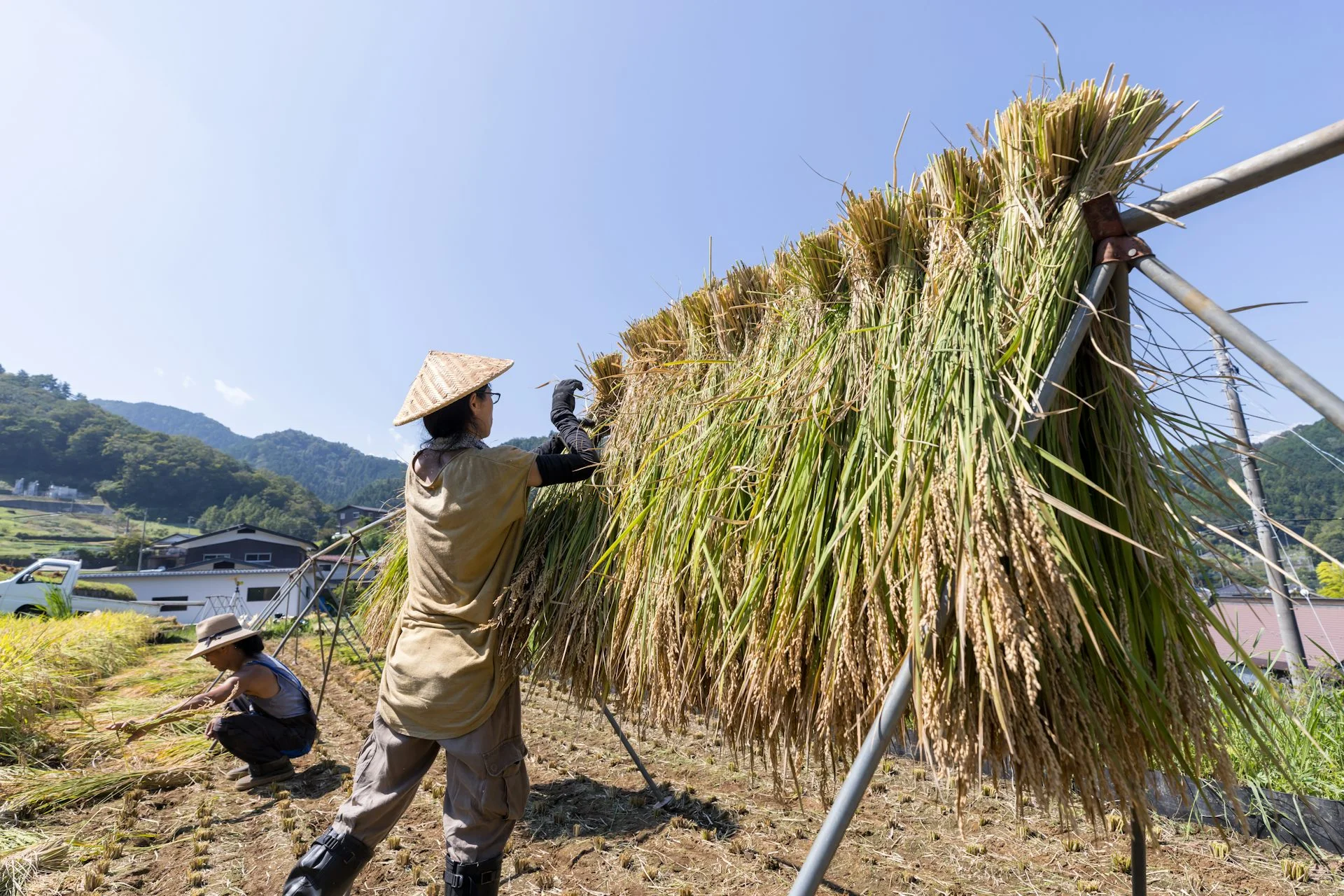 Farmer hanging bunches of long grass on a drying structure.